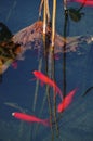 A few red brocarded carp in lotus pool Royalty Free Stock Photo